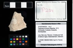 Foto (Objekt + Etikett) von Gastrosacus eminens (Blaschke, 1911)  (NHMW-GEO-2014-0194-0224)